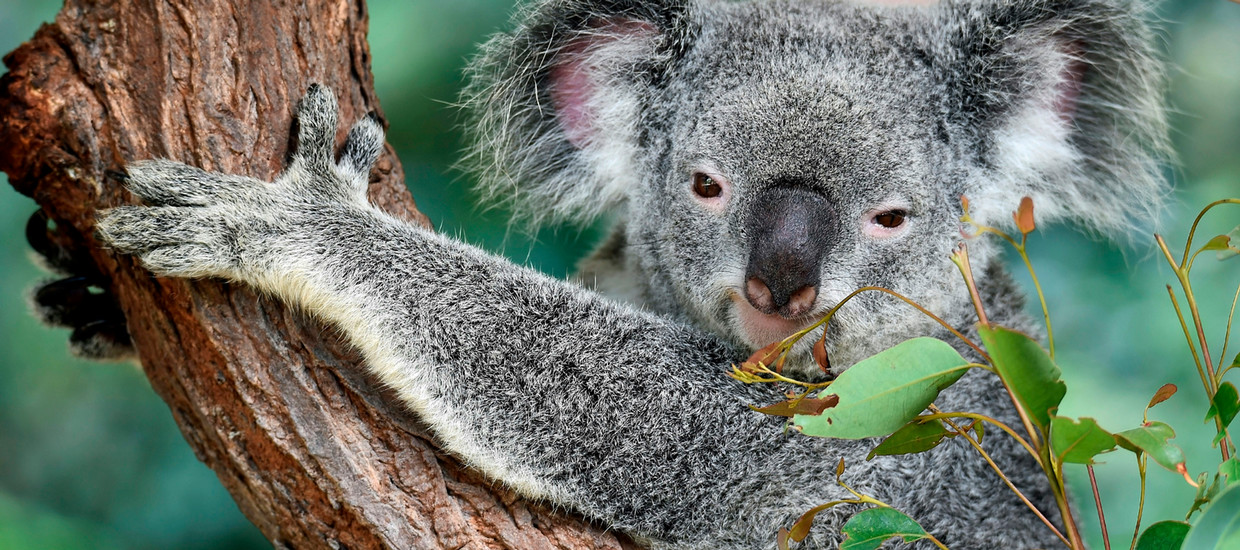 Australia