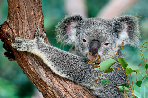 Australia