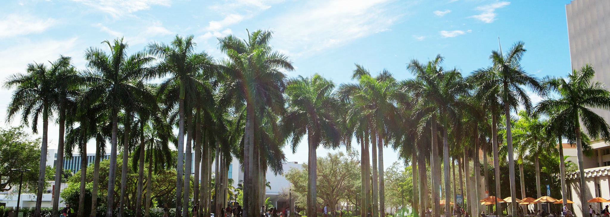 Campus palm trees